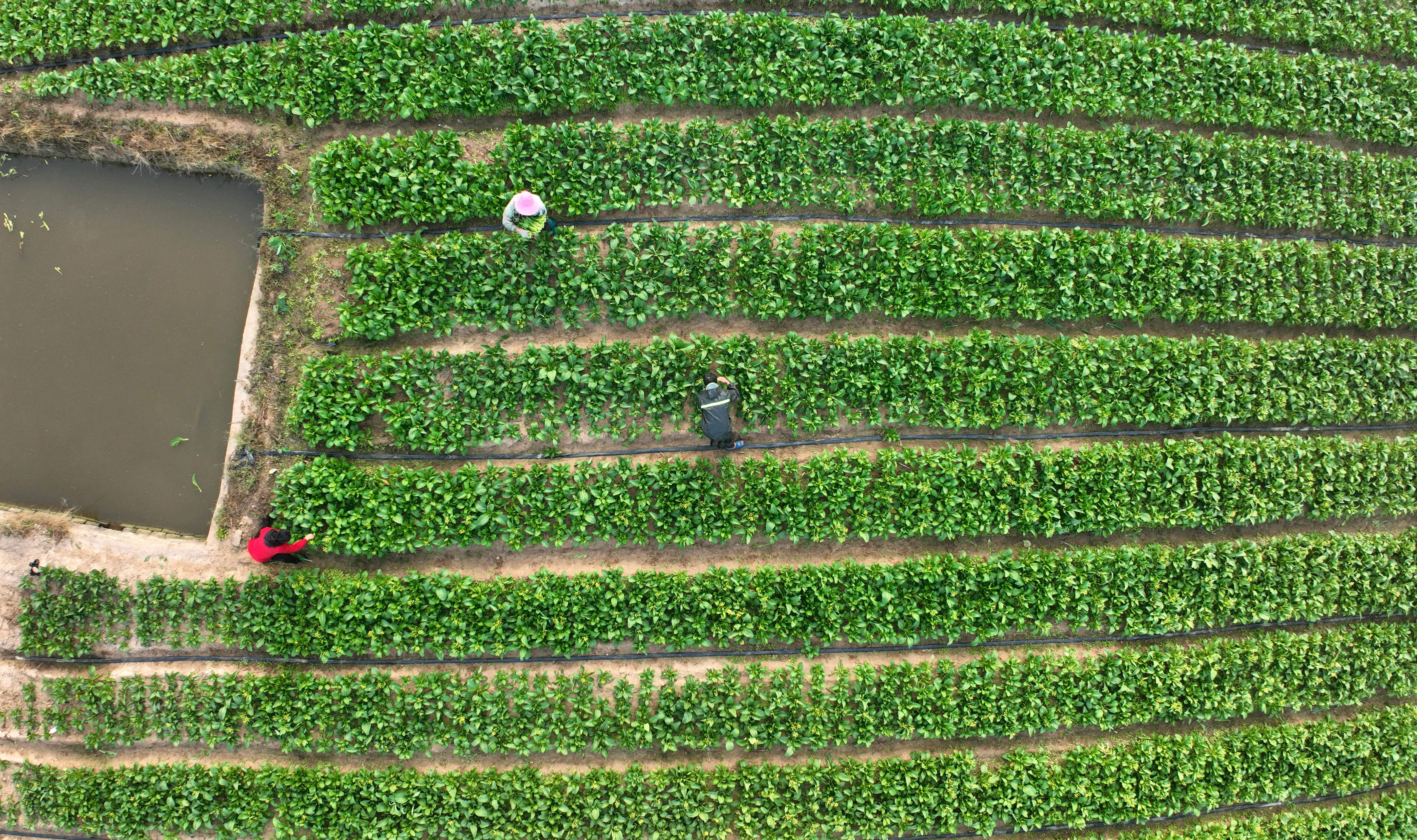 广西柳州：菜篮子基地抗旱保供应
（来源：新华社，摄于2022年11月12日）