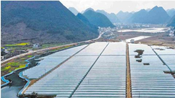 粤桂协作建设的深百乐高山蔬菜项目。图片来源：南方日报
